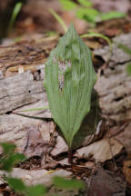 Aplectrum hyemale