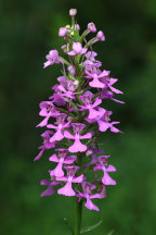 Platanthera peramoena