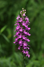 Purple Fringeless Orchid