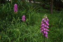 Purple Fringeless Orchid