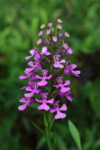 Platanthera peramoena