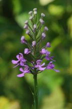 Platanthera peramoena