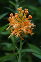 Orange Fringed Orchid