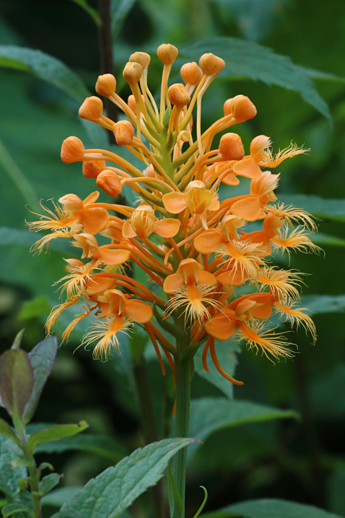 Orange Fringed Orchid