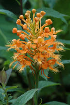 Platanthera ciliaris