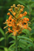 Orange Fringed Orchid