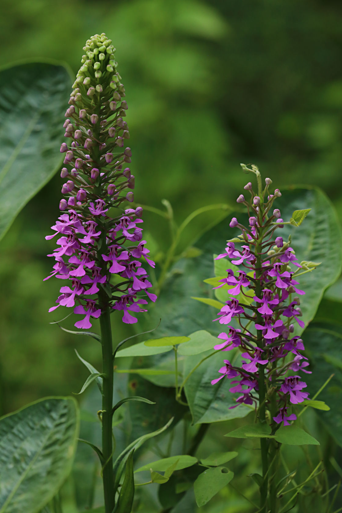 Purple Fringeless Orchid