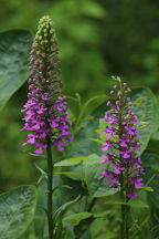 Purple Fringeless Orchid