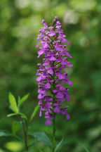 Platanthera peramoena