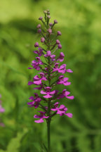 Purple Fringeless Orchid