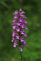 Platanthera peramoena