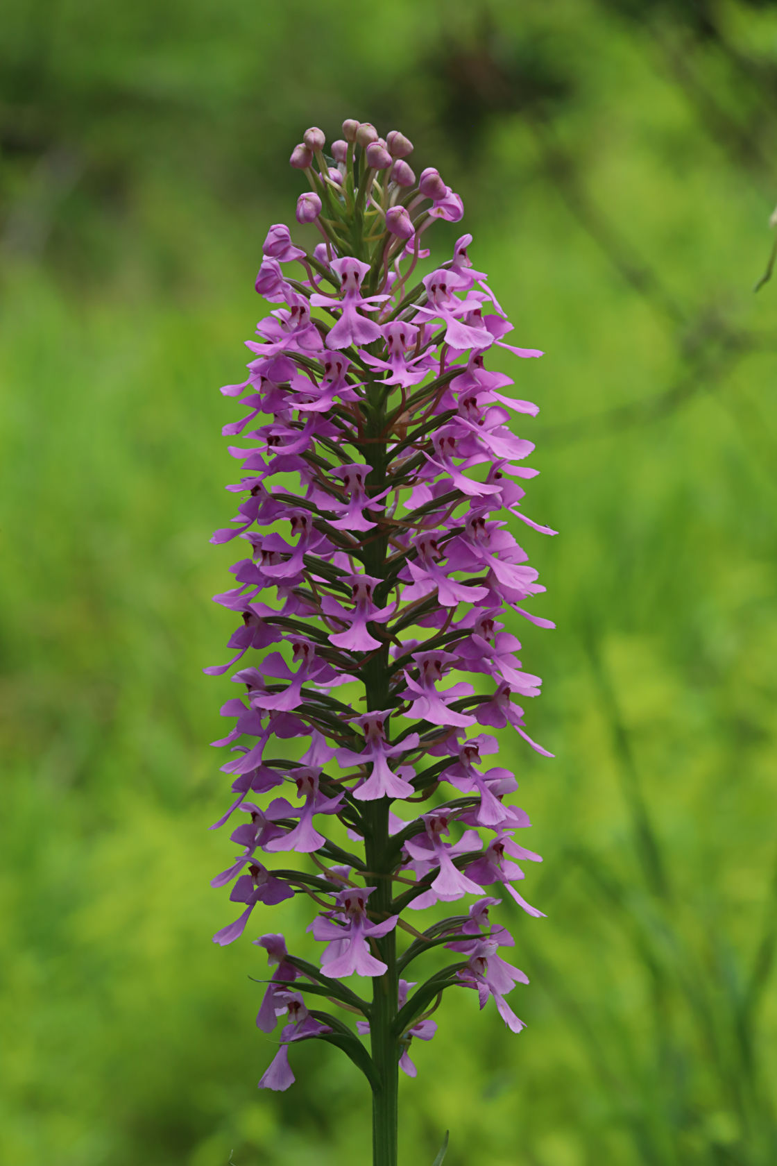 Purple Fringeless Orchid