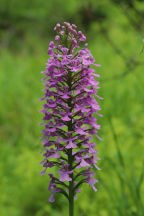 Purple Fringeless Orchid