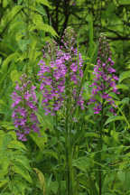 Purple Fringeless Orchid