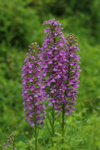 Purple Fringeless Orchid