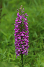 Purple Fringeless Orchid