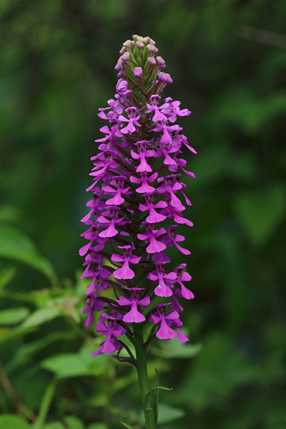 Purple Fringeless Orchid