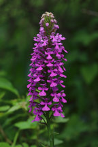 Purple Fringeless Orchid