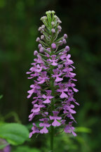 Purple Fringeless Orchid