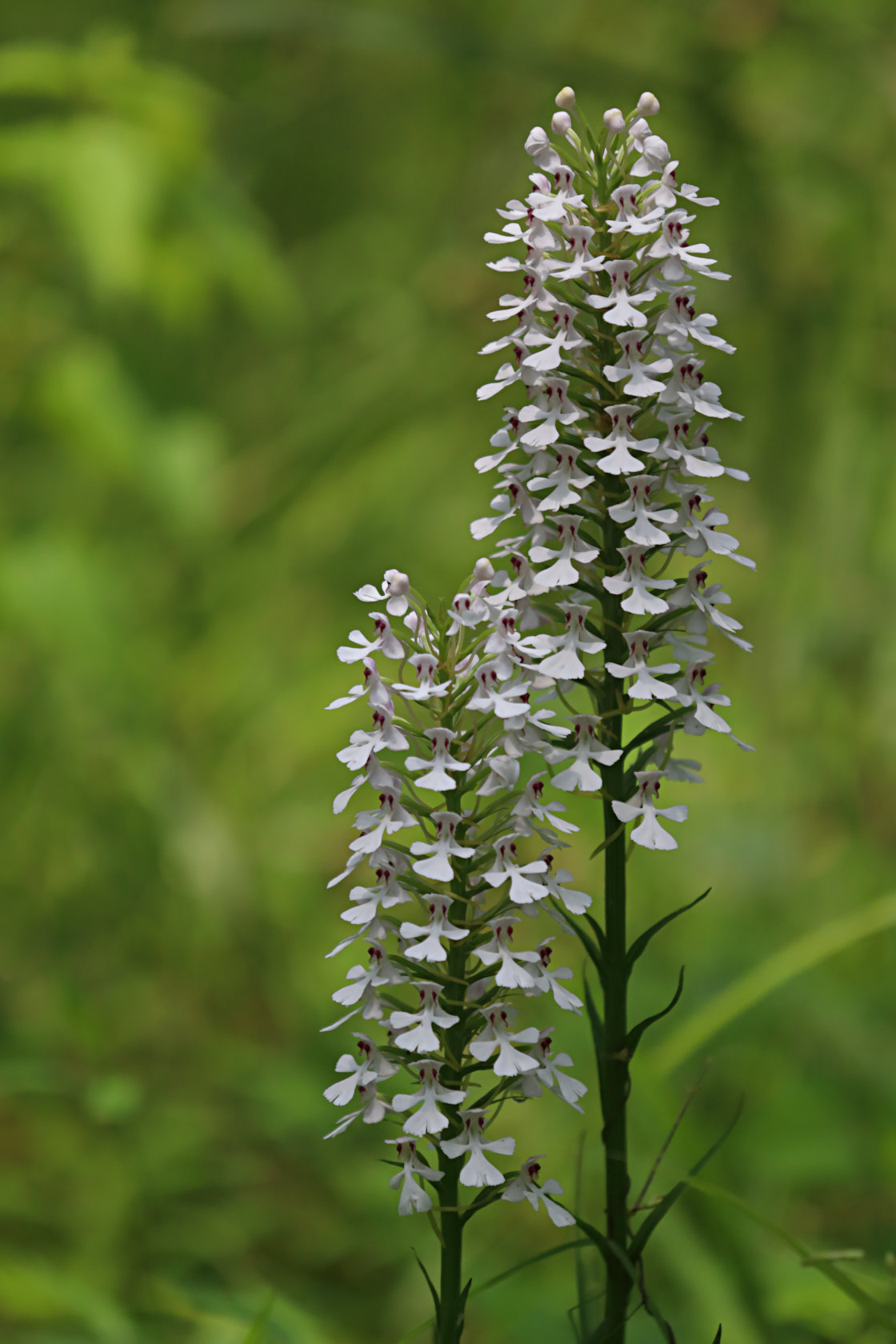 White-Flowered Purple Fringeless Orchid