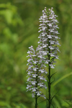 White-Flowered Purple Fringeless Orchid