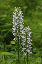 White-Flowered Purple Fringeless Orchid