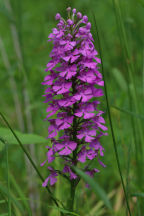 Platanthera sp.