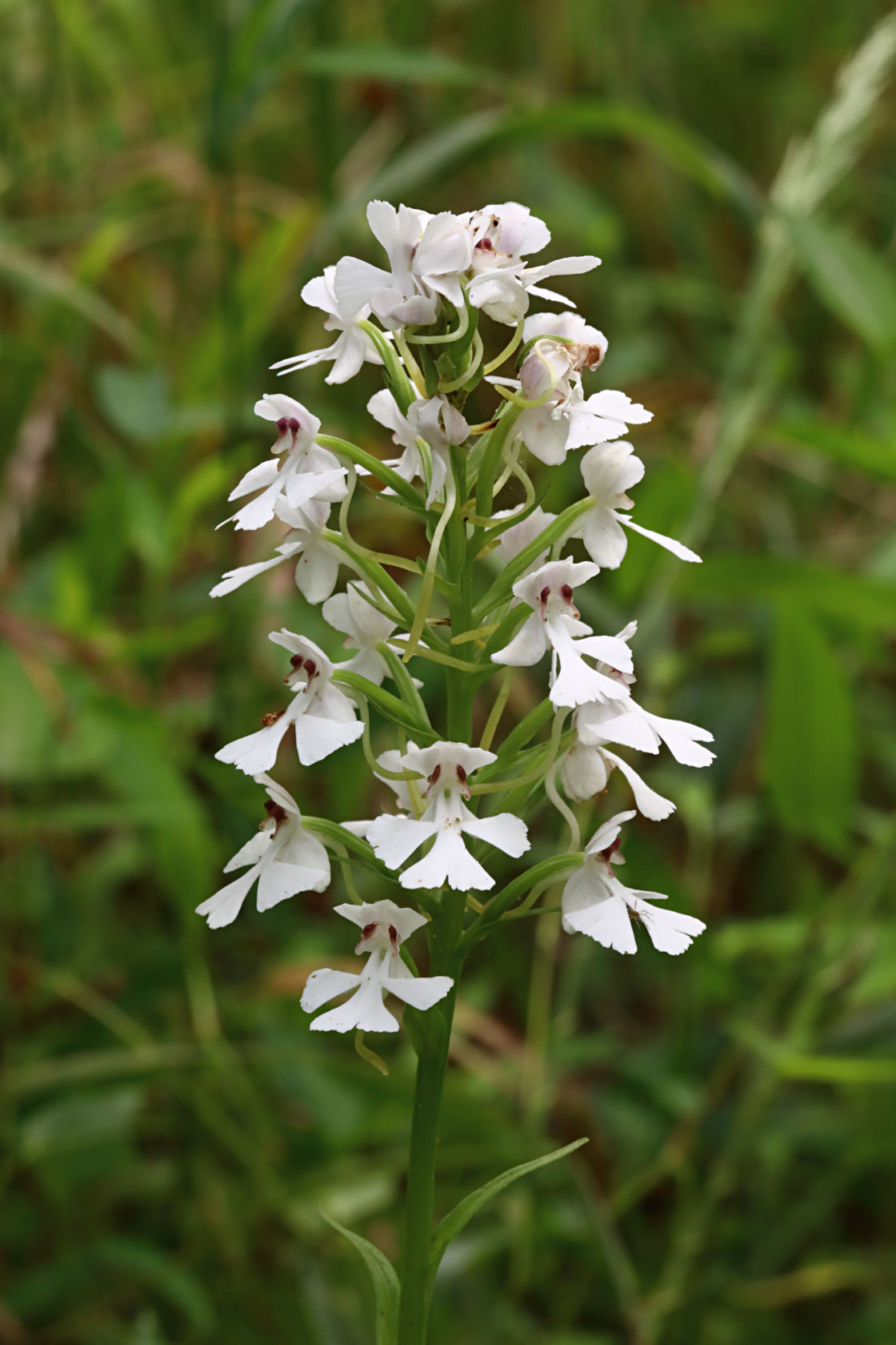 White-Flowered Purple Fringeless Orchid