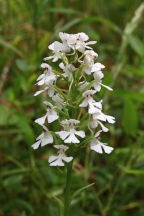 White-Flowered Purple Fringeless Orchid