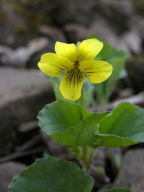 Viola rotundifolia