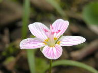 Claytonia virginica