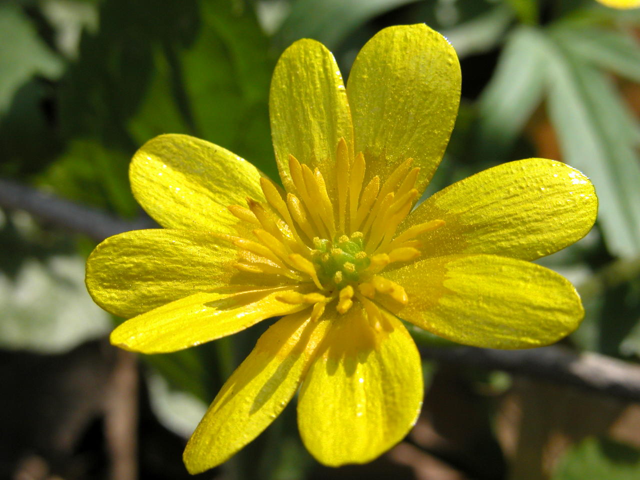 Marsh Marigold