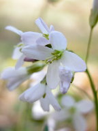 Cut-Leaved Toothwort