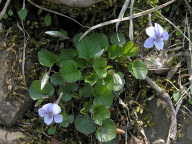 Viola rostrata