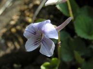 Viola rostrata