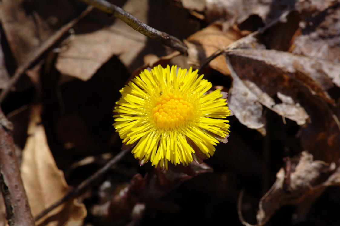 Coltsfoot