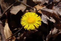 Tussilago farfara