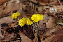 Coltsfoot