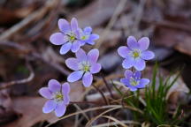 Hepatica nobilis