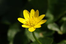 Caltha palustris