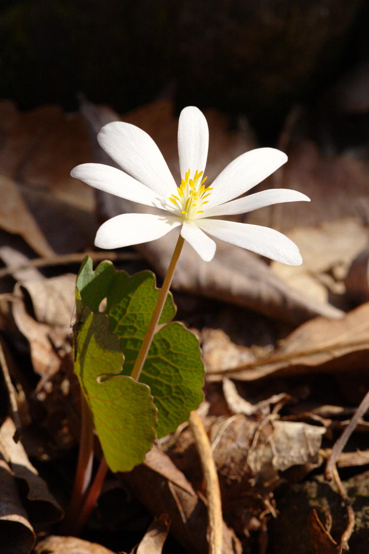 Round-Lobed Hepatica