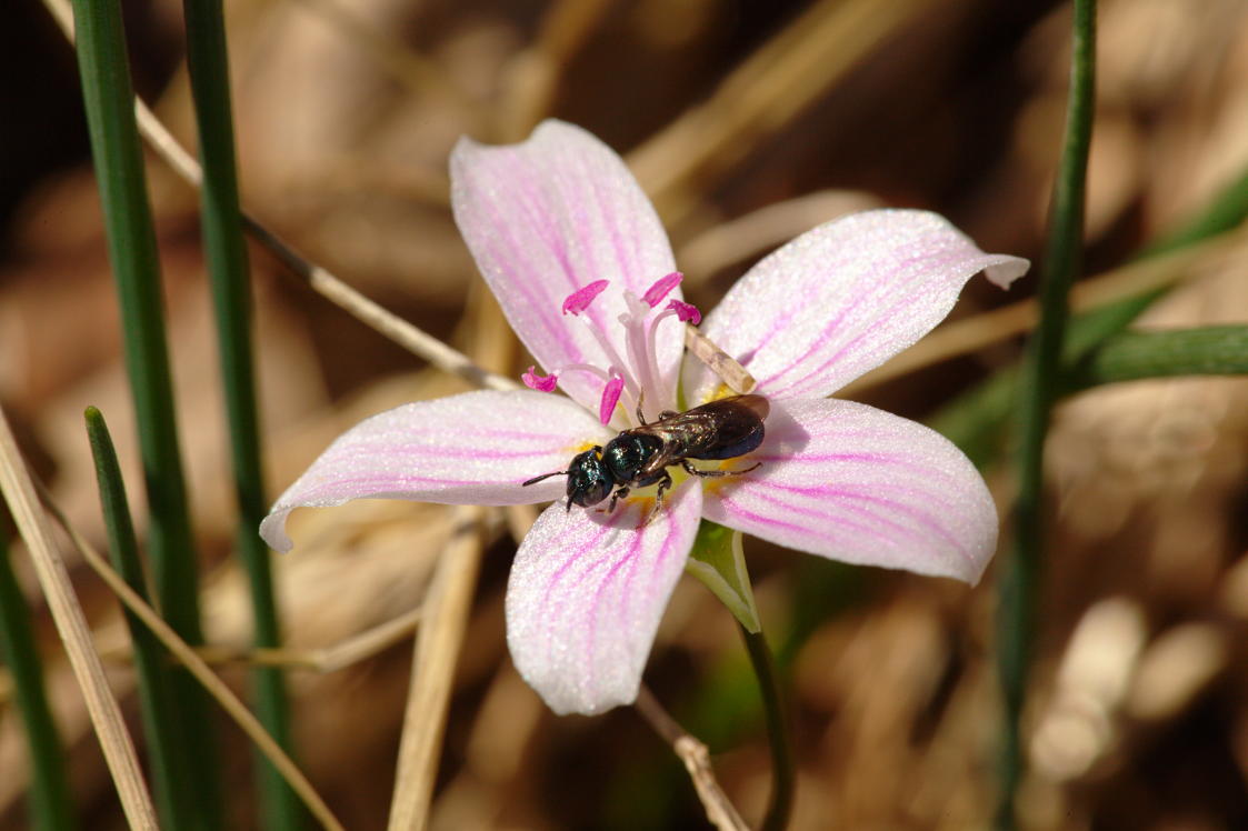 Spring Beauty