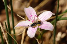 Claytonia virginica