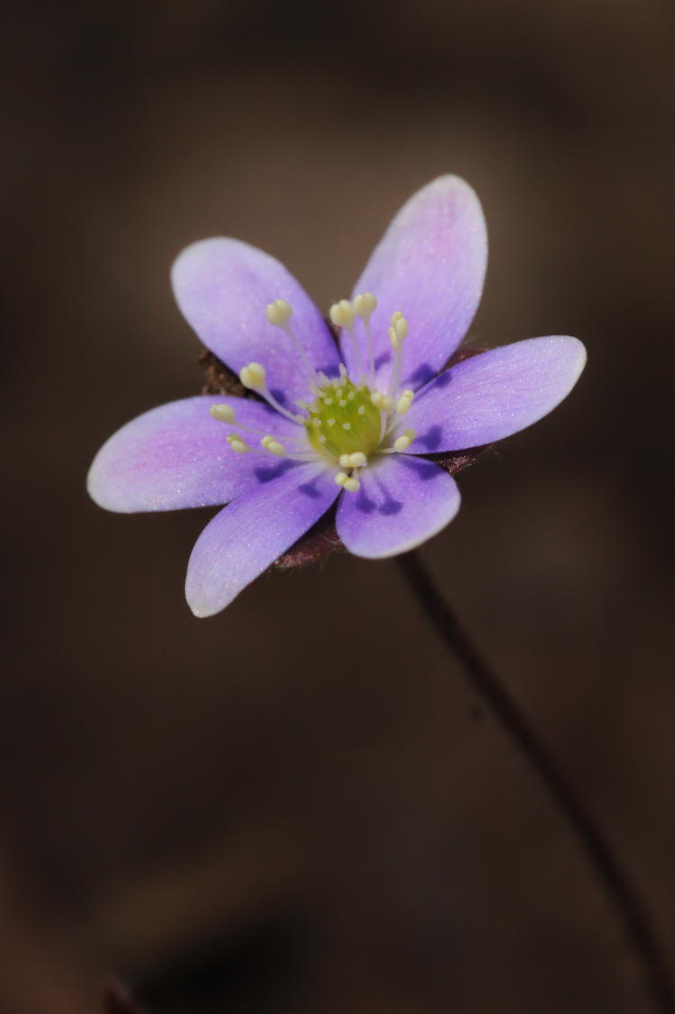 Round-Lobed Hepatica