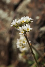 Saxifraga virginiensis