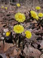 Tussilago farfara