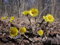 Tussilago farfara