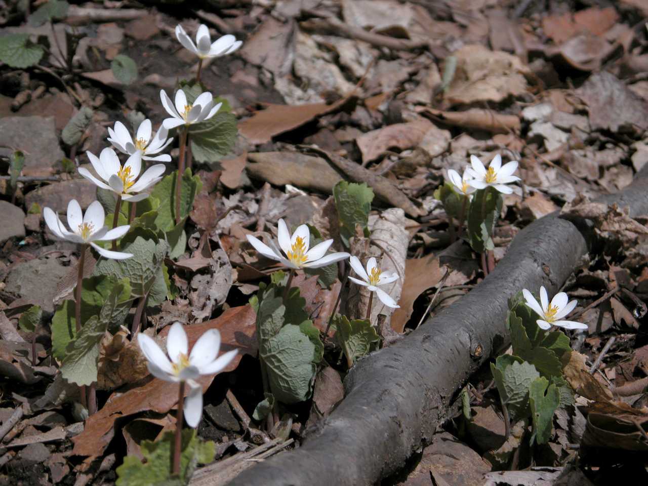 Bloodroot