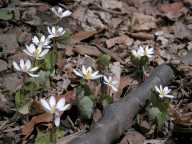 Sanguinaria canadensis