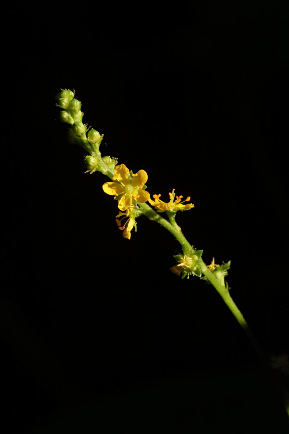 Roadside Agrimony